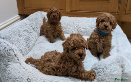 Toy Poodle dogs for sale: 🐩 Home-Raised KC Toy Poodles – 3 Boys Available - Image 1
