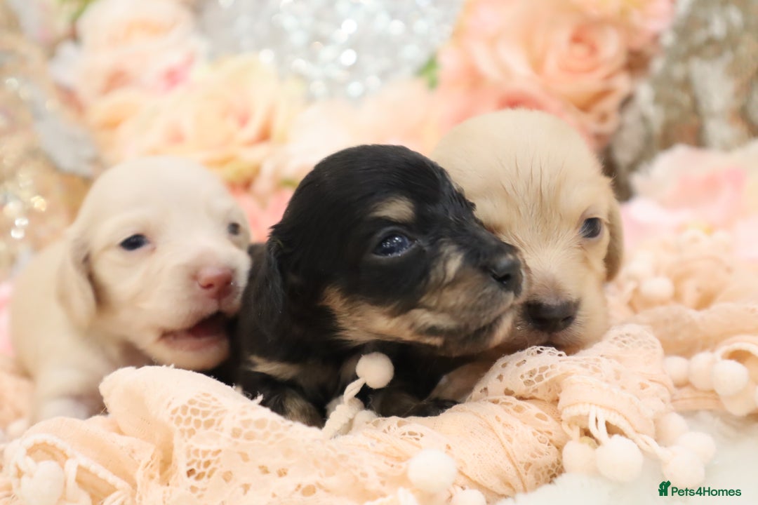 Miniature Dachshund dogs for sale: KC Longhair Miniature Dachshund Puppies - Image 13
