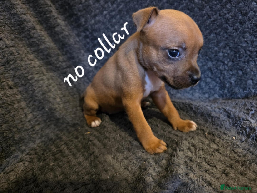 Staffordshire Bull Terrier dogs for sale: STUNNING KC RED STAFFORDSHIRE BULL TERRIER PUPS - Image 8