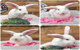 Mini Lop rabbits for sale: Mini lop /Angora mix  - Image 2