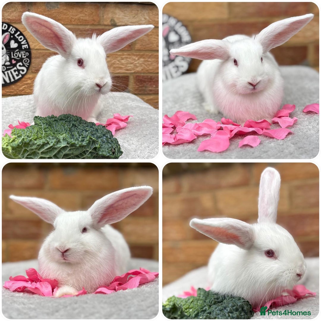 Mini Lop rabbits for sale: Mini lop /Angora mix  - Image 2