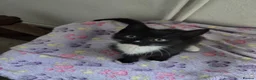 Mixed Breed cats for sale: 1 Gorgeous Female Kitten-Ready Now -Vet Checked - Advert 3