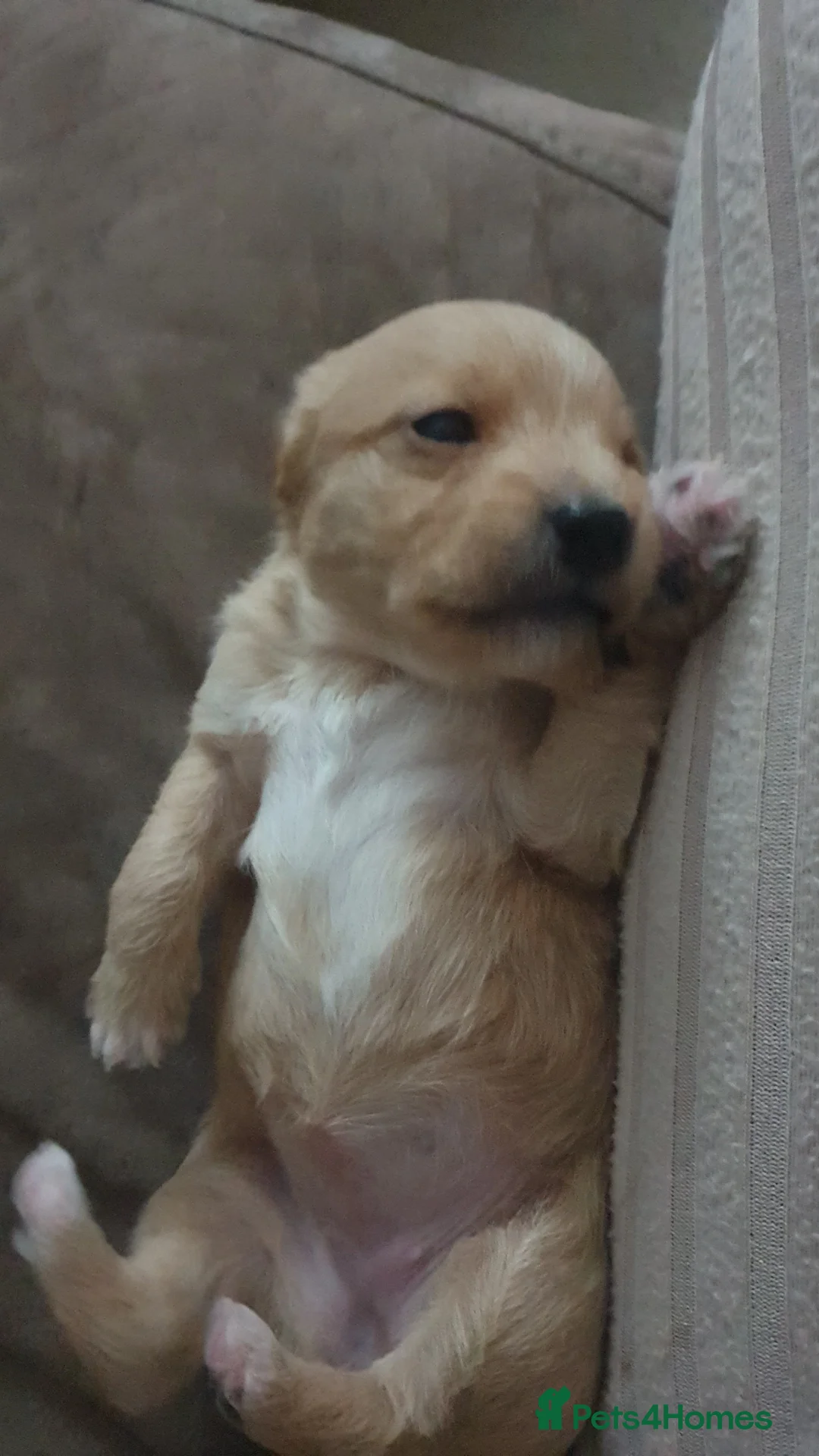 Jackapoo dogs for sale: Jackapoos - Advert 6