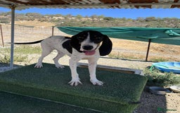 Mixed Breed cats for adoption: Lisbon - Sweetheart Dog with much love to give.  - Image 4