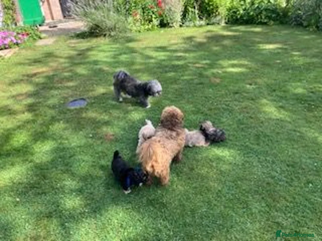 Shihpoo dogs for sale: SHIH POO PUPPIES  RARE SHADES & A DOBIE in Fordingbridge - Advert 2