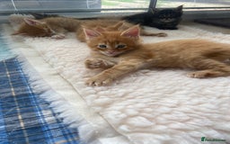 Maine Coon cats for sale: GCCF Registered Maine Coons Ready 16th August  in Banbury - Image 17