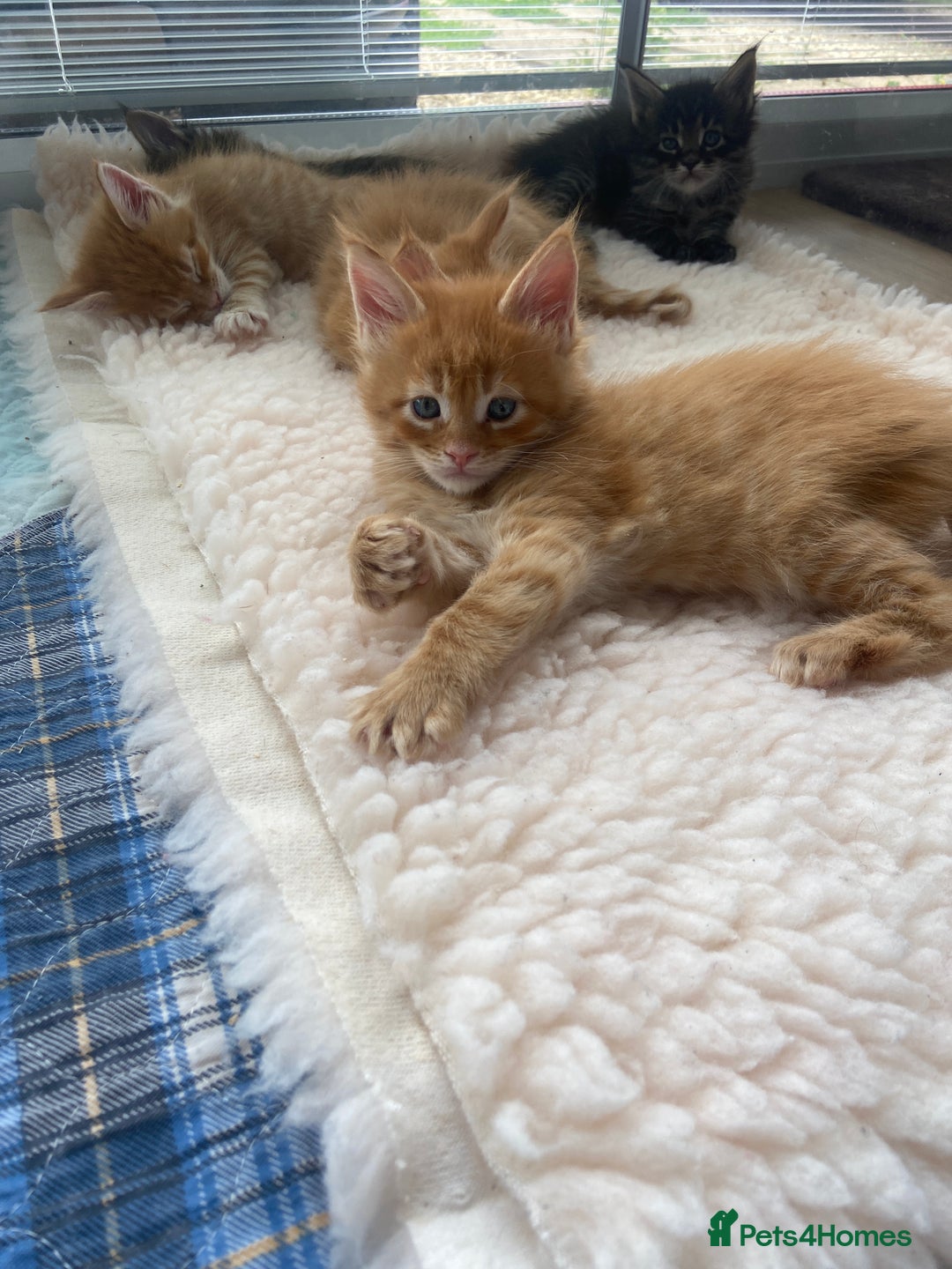 Maine Coon cats for sale: GCCF Registered Maine Coons Ready 16th August  in Banbury - Image 17