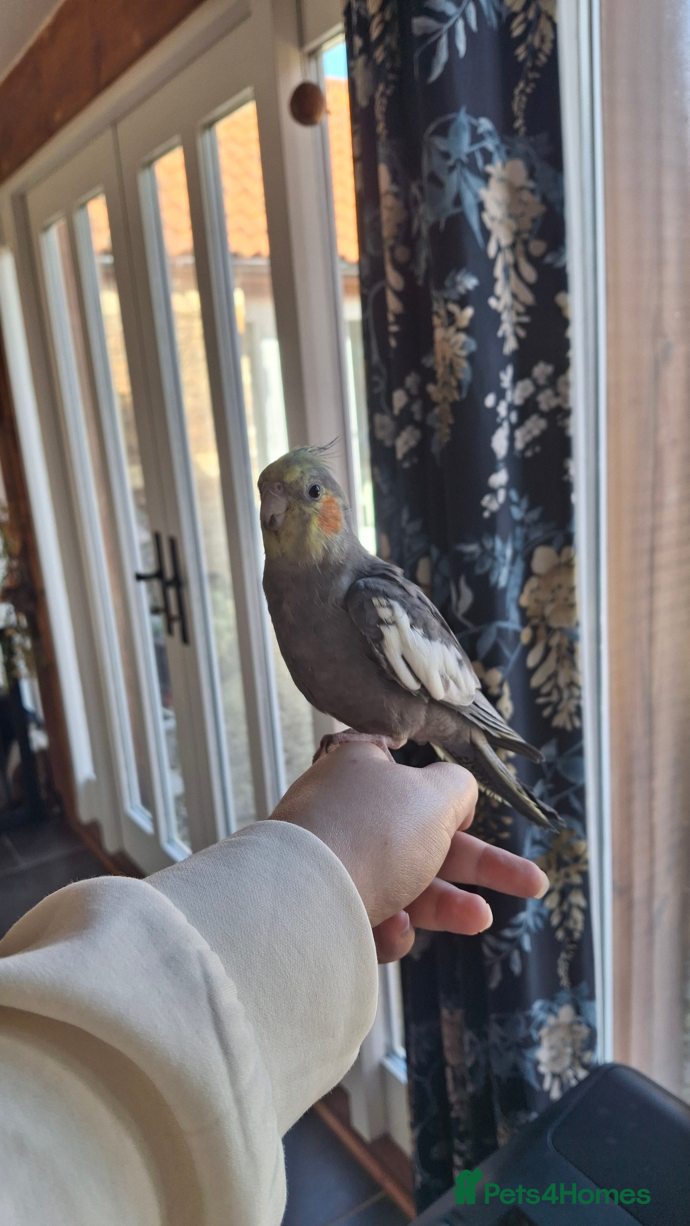 Cockatiels birds Young hand reared cockatiel in Kings Lynn - Advert 1