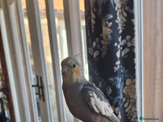 Cockatiels birds for sale: Young hand reared cockatiel in Kings Lynn - Advert 2