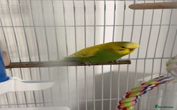 Budgerigars birds for sale: 2 beautiful budgies  - Image 3