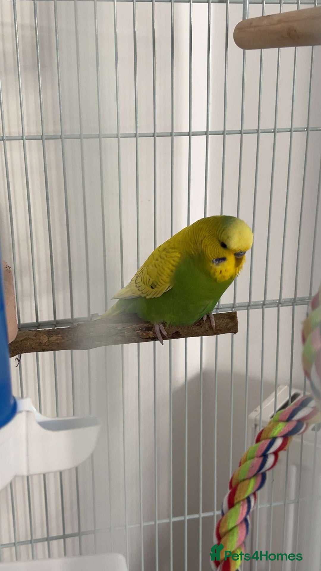 Budgerigars birds for sale: 2 beautiful budgies  - Image 3