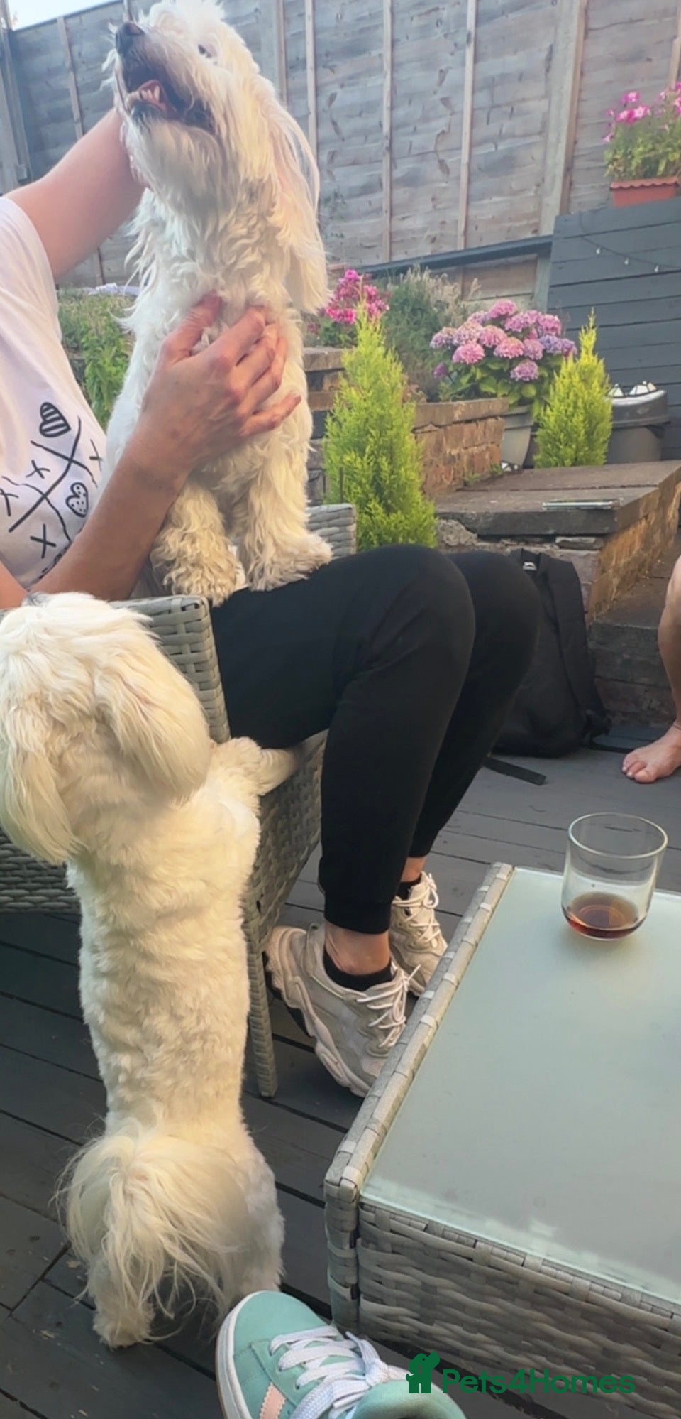 Fido