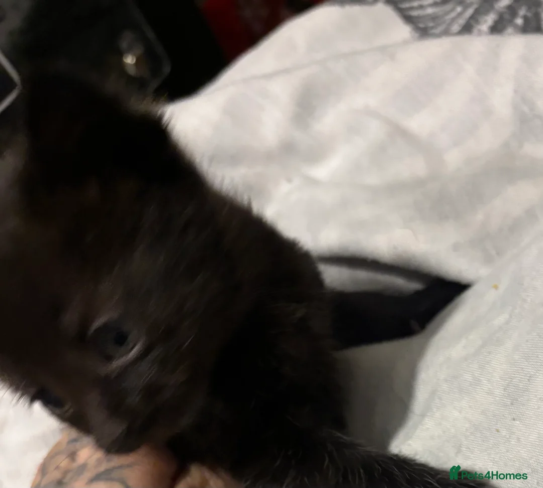 Mixed Breed cats for sale: kittens  in Walsall - Advert 9