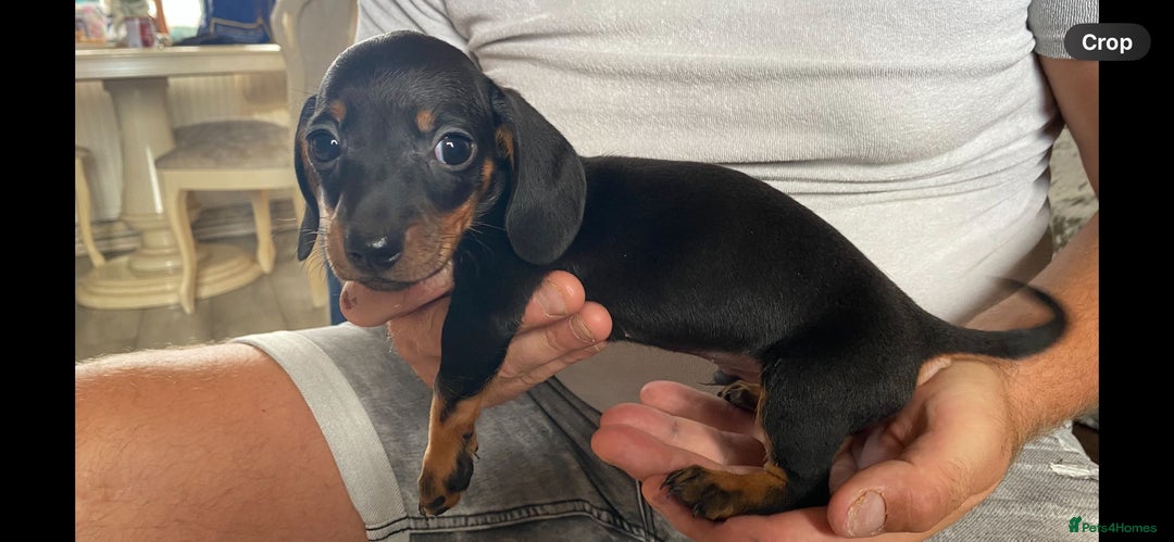 Miniature Dachshund dogs for sale: miniature dachshund  - Image 5
