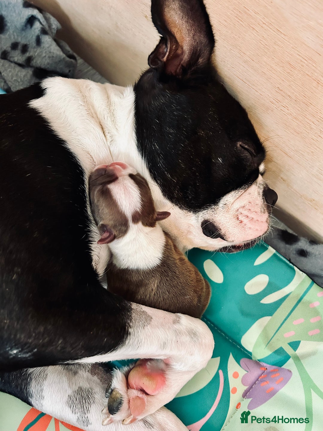 Boston Terrier dogs for sale: Beautiful Chunky KC Boston Terrier Puppies - Image 30