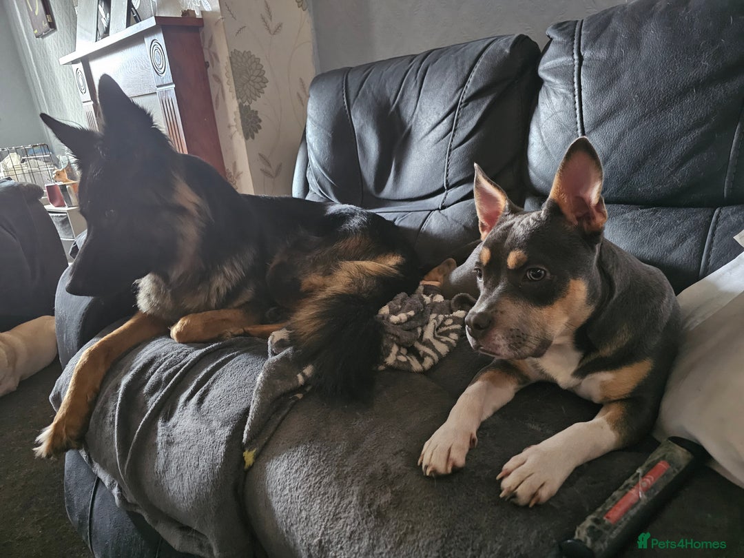 Mixed Breed dogs for sale: A*home only - Advert 5