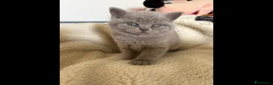 British Shorthair 2