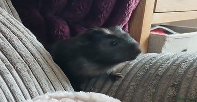 Guinea Pig rodents in Crook - Advert 4