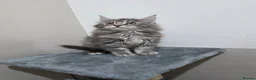 Maine Coon cats for sale: 🏅Russian Xl maine coon female🏅 - Advert 2