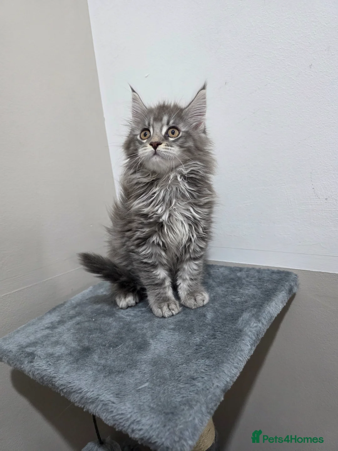 Maine Coon cats for sale: 🏅Russian Xl maine coon female🏅 - Advert 2
