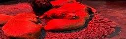 Cocker Spaniel dogs for sale: KC Health Tested Working Cocker Spaniel Puppies - Advert 13