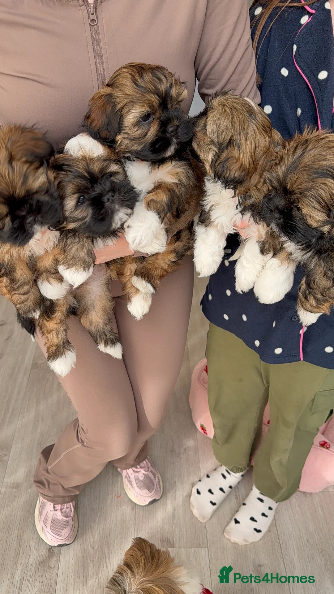 Lhasa Apso dogs for sale: Beautiful Lhasa Apso Boys 8 weeks old - Advert 10