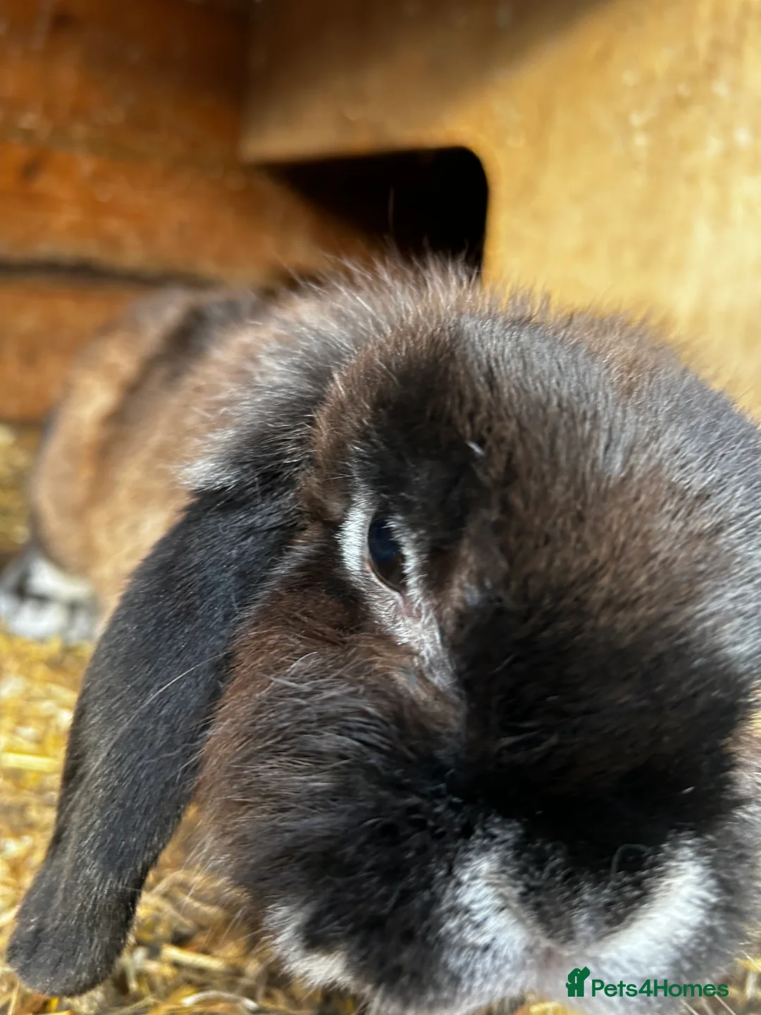 Mini Lop rabbits for sale: One Adult Mini Lop Doe - Pet home only - Advert 1