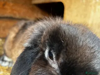 Mini Lop rabbits One Adult Mini Lop Doe - Pet home only - Advert 1