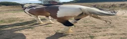 Irish Cob horses for sale: Irish cob in Pulborough - Advert 2