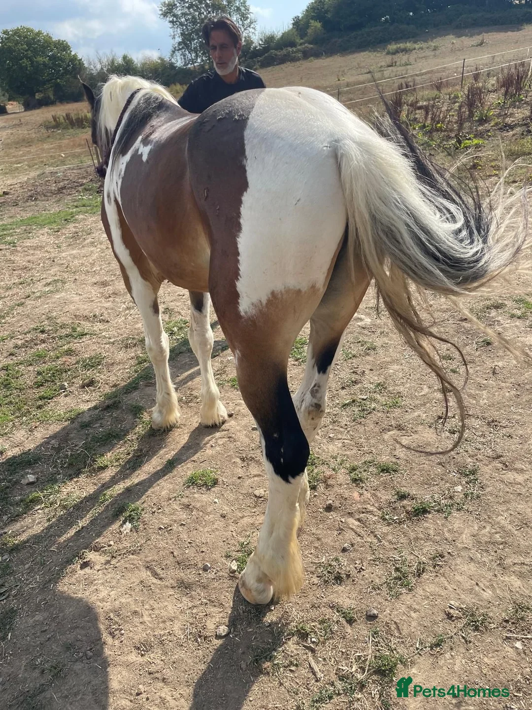 Irish Cob horses for sale: Irish cob in Pulborough - Advert 2