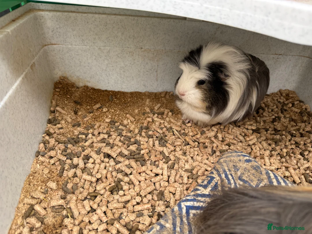Guinea Pig rodents for sale: Guinea Pigs  in Haywards Heath - Advert 1