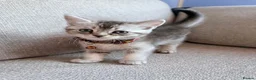 Scottish Fold cats for sale:     Adorable Scottish Straight Kitten - Advert 4
