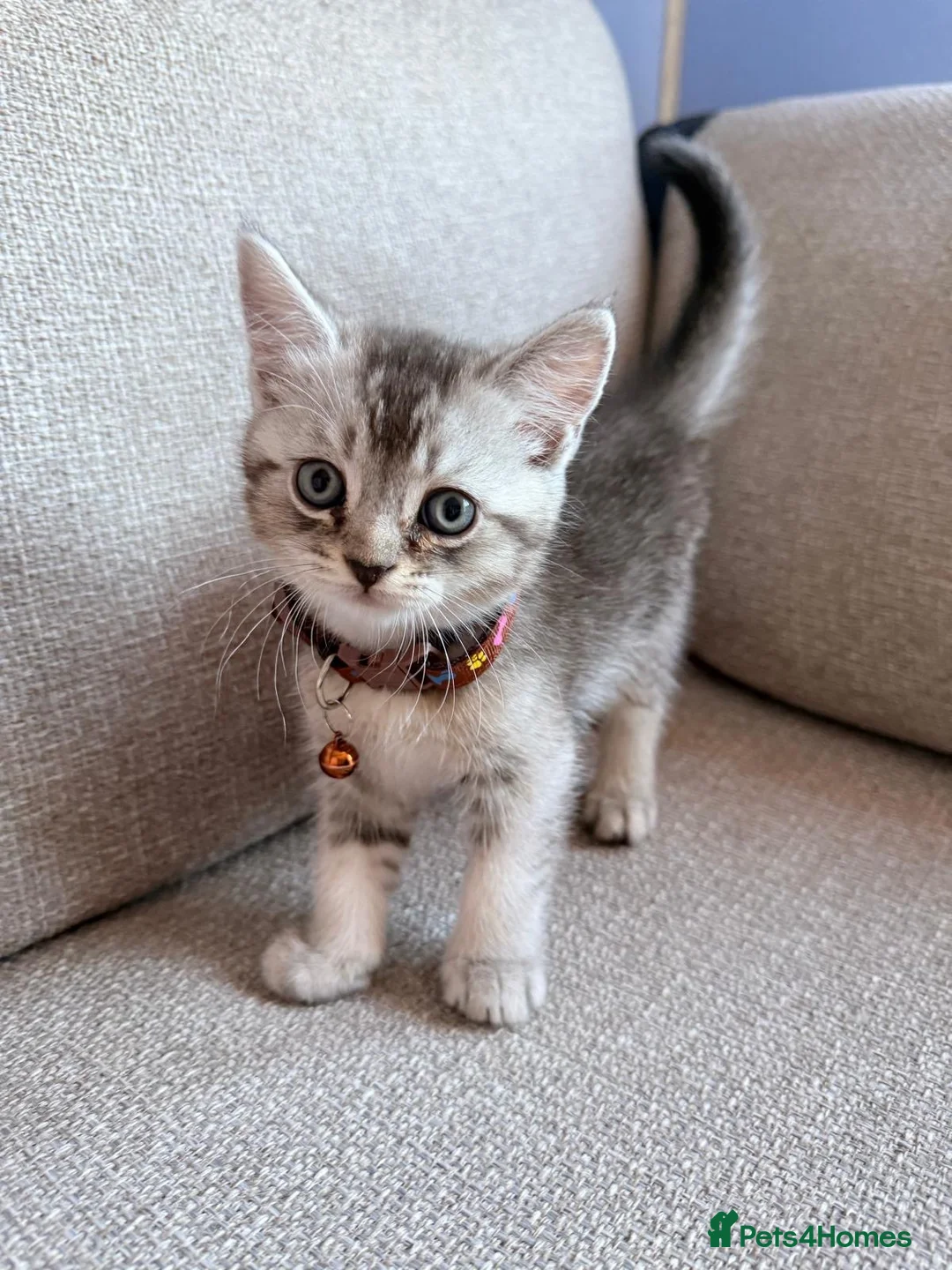 Scottish Fold cats for sale:     Adorable Scottish Straight Kitten - Advert 4