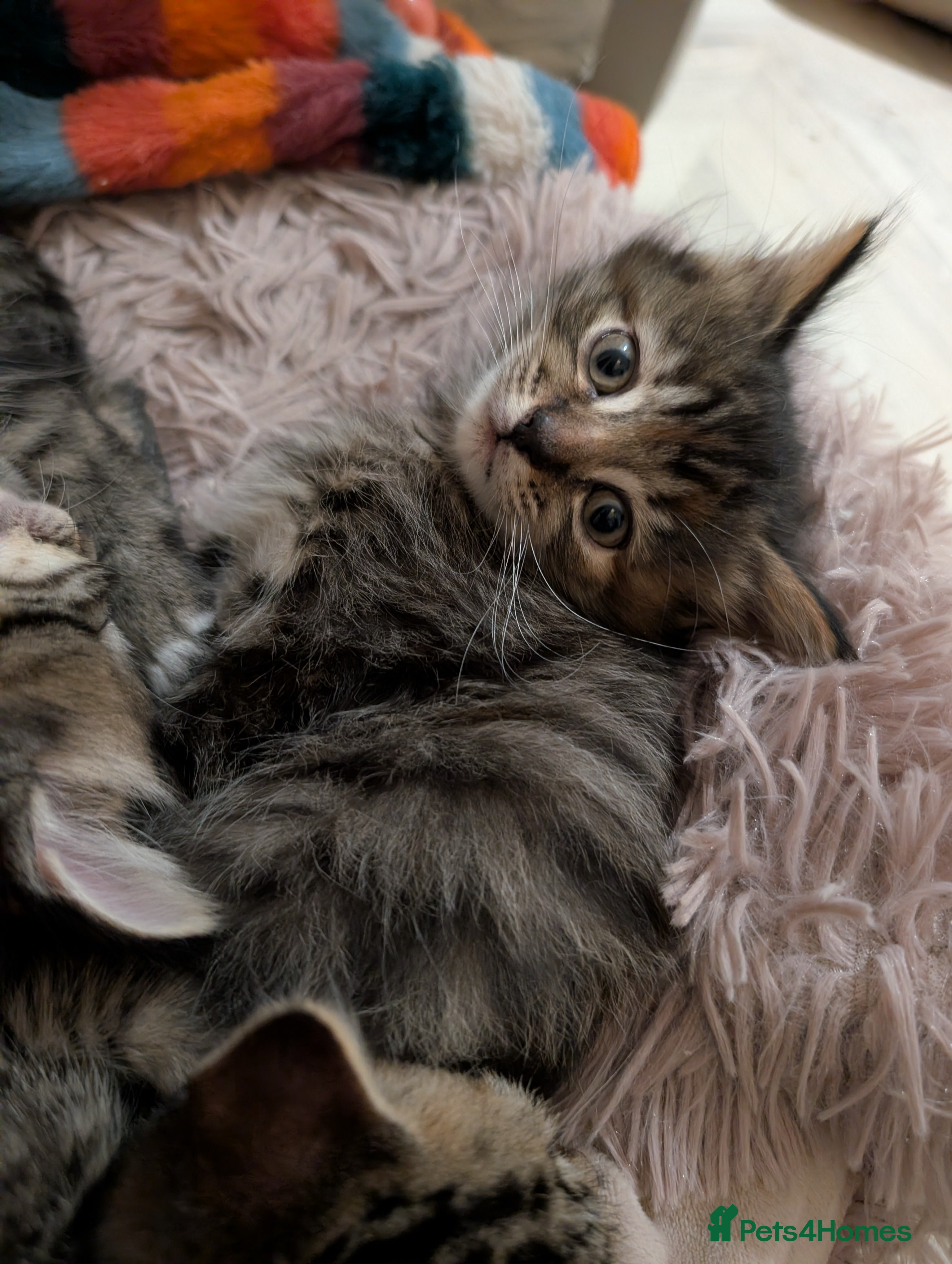 Mixed Breed cats Beautiful tabby/Calico fluffy kittens  - Advert 4