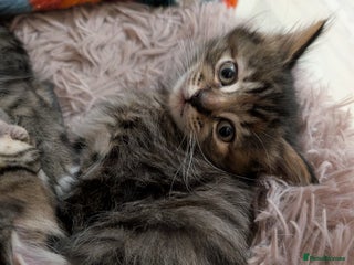 Mixed Breed cats Beautiful tabby/Calico fluffy kittens - Advert 2