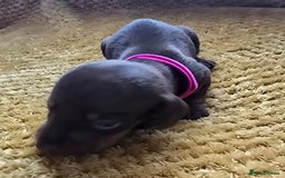 Miniature Dachshund dogs for sale: KC registered miniature dachshund puppies - Image 9