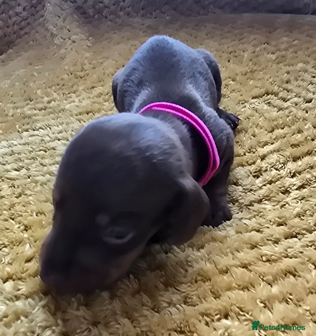 Miniature Dachshund dogs for sale: KC registered miniature dachshund puppies - Image 9