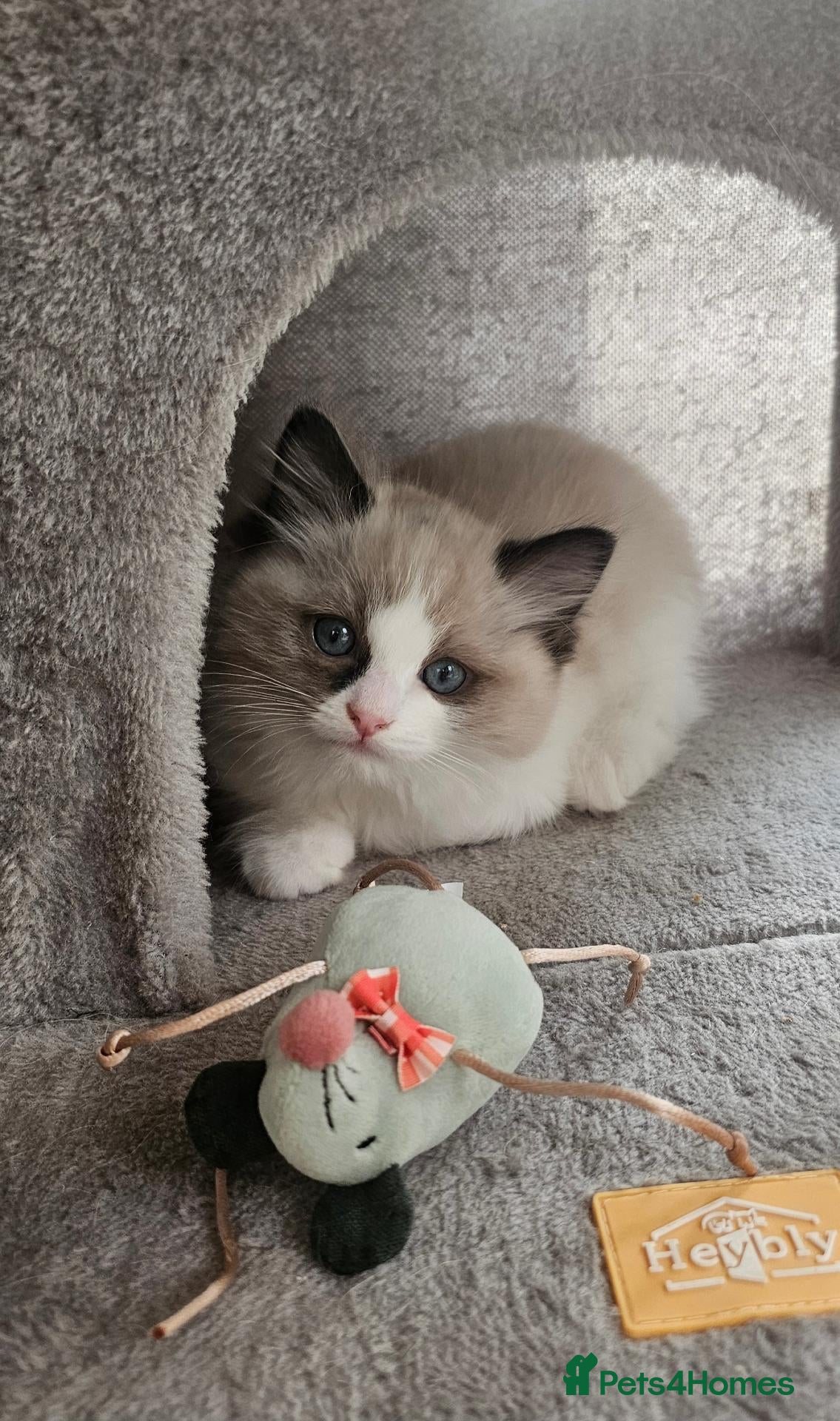 Ragdoll cats for sale: Purebred Pedigree Ragdoll kittens - Advert 2