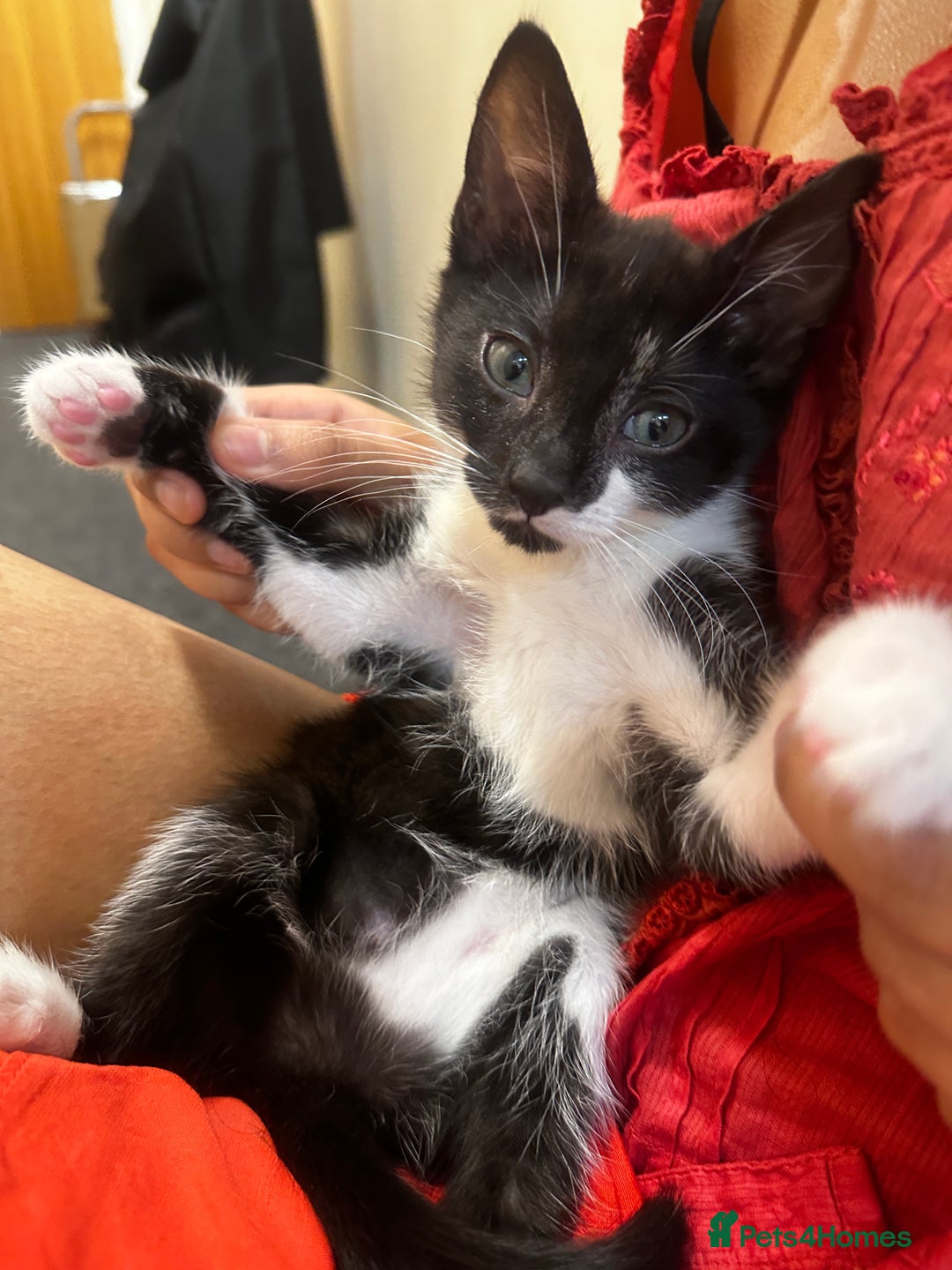 Mixed Breed cats for sale: Gorgeous Black + White Tuxedo 🇬🇧 Shorthair Mix - Image 4