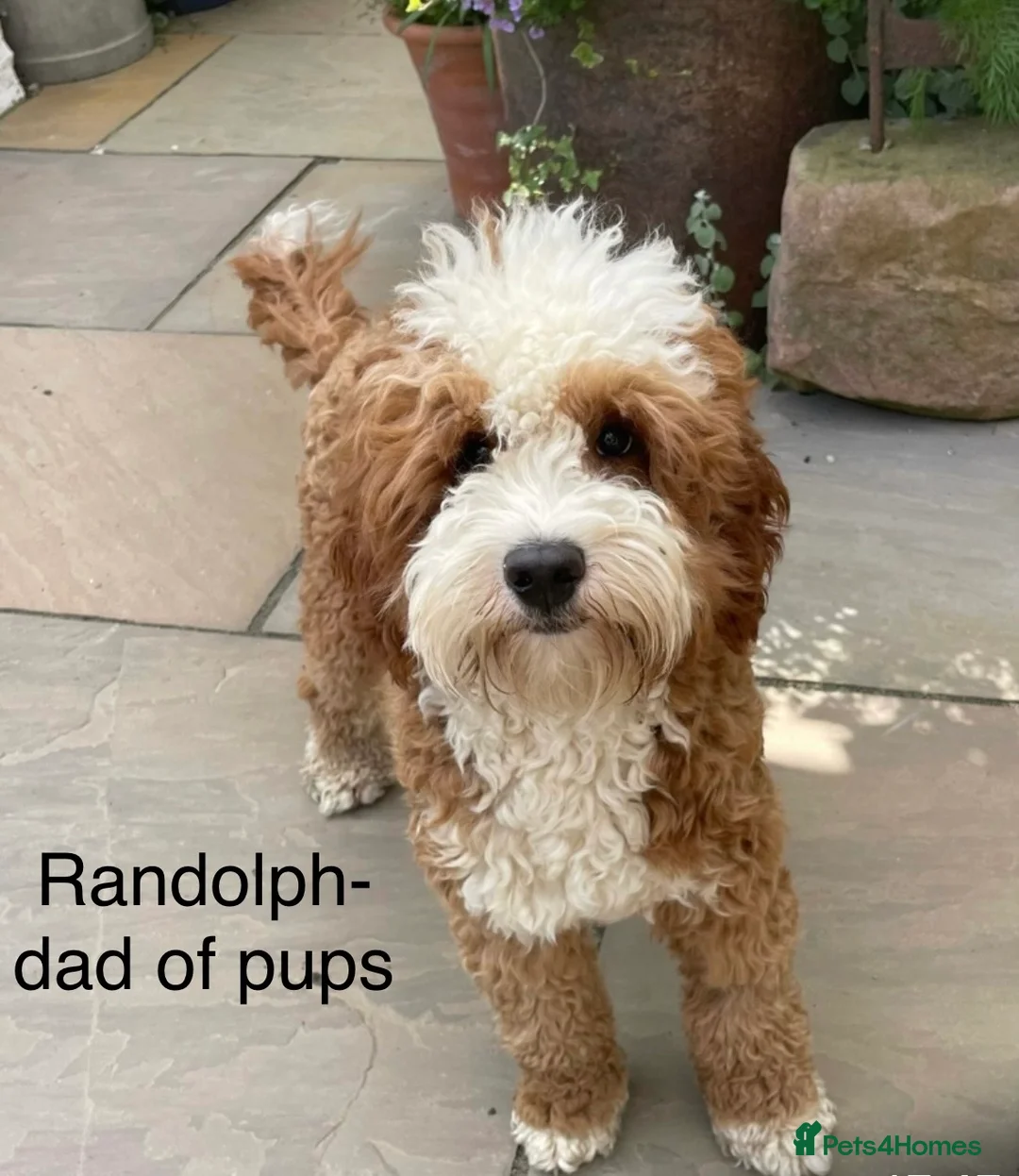 Mixed Breed dogs for sale: Beautiful Millie's Expecting DoubleDoodles - Advert 6