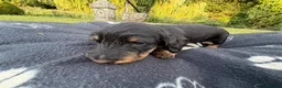 Dachshund dogs for sale: KC Regestered Teckel puppies in Cardiff - Advert 12