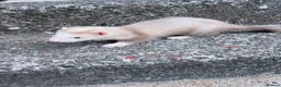 Ferret rodents for sale: Part Angora hob ferret new pic and video added - Advert 14