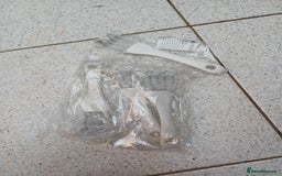 Macaws birds for sale: Blue & Gold Macaw For Sale - Image 25