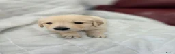 Golden Retriever dogs for sale: Golden retriever puppies in Cumnock - Advert 36