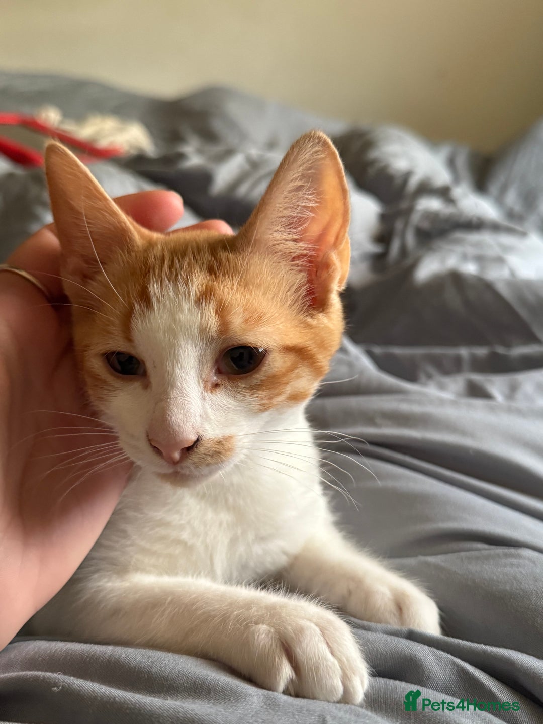 Mixed Breed cats for sale: 2 male kittens - Image 3