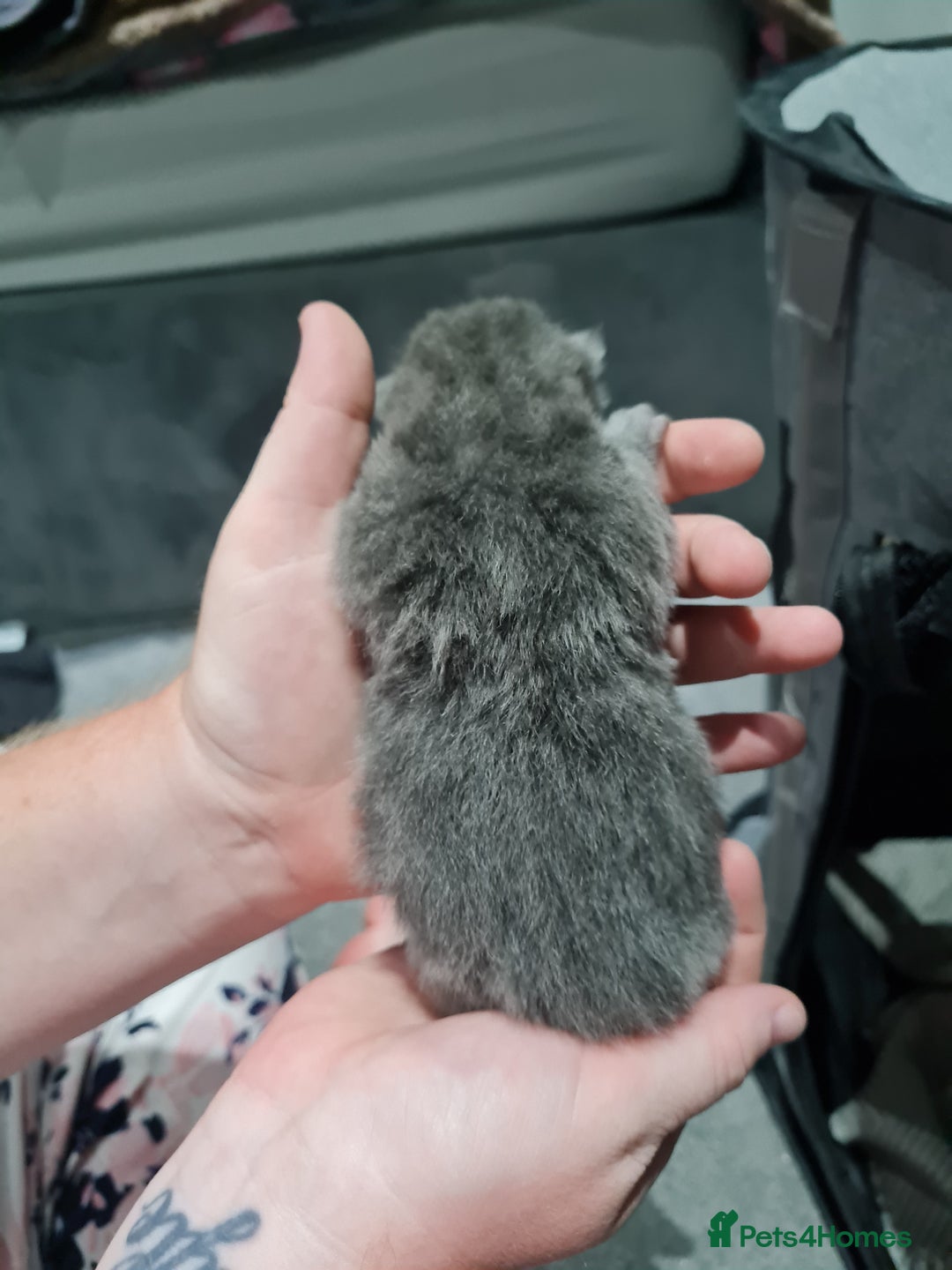 Maine Coon cats for sale: 3/4 main coon  - Image 7