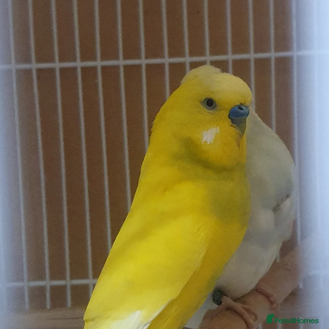Budgerigars birds for sale: Young and adult budgies  - Advert 2