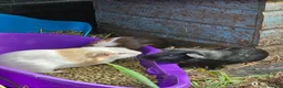 Guinea Pig rodents for sale: 8 male guinea pigs  - Advert 24