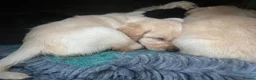 Labradoodle dogs for sale: F1 labradoodle pup. Parents health tested & KC reg - Advert 10