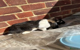 Rex rabbits for sale: Baby rabbits  - Image 3